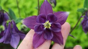 Image result for Aquilegia vulgaris Tower Mix