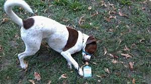 Pica In Dogs Or Eaten Any Good Rocks Lately The Other End Of The Leash