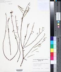 Image result for Oliverella rubroviridis