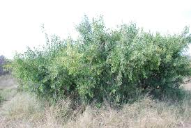 Image result for Gymnosporia senegalensis