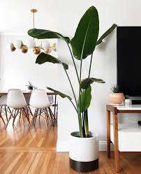 The Blog In 2020 Birds Of Paradise Plant House Plants Decor Big Indoor Plants