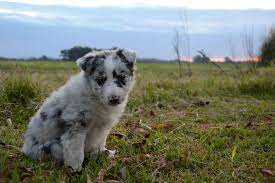 Cinza Border Collie Blue Merle Border Collie Blue Merle Cute Animals Kitten Love