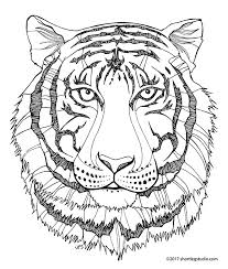 Funny free tigers coloring page to print and color. New Tiger Coloring Sheets Short Leg Studio