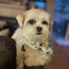 TOP 10 BEST Dog Grooming near Darien, IL 60561