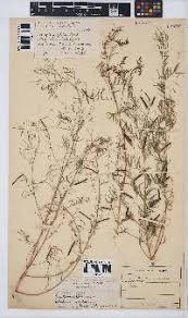 Image result for Indigofera gairdnerae