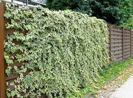 This woody vine will require occasional maintenance and upkeep, and can be pruned at anytime. Ivy Variety Goldchild Order This Hedera Helix Variety And Other Climbing Plants Here