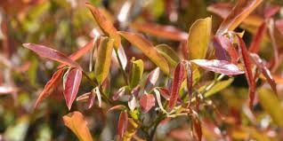 Image result for Diospyros mespiliformis