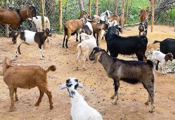 About VIET NAM-MONGOLIA