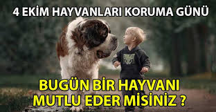 Karma aşı kedide halsizlik yapar mı? Hayvanlari Korumak Icin Neler Yapabiliriz Ozgur Gazete Kibris