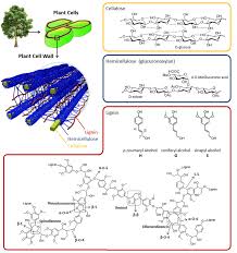 Function of hemicellulose in plant cell wall. Schematic Illustration Of The Lignocellulose Matrix35 In Plant Cell Download Scientific Diagram