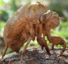 It is defined as the reduction of examples of classical biological control: Final Review Cumulative Exam Biology Of Insects And Spiders Flashcards Quizlet