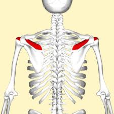 Supraspinatus is a rotator cuff muscle that abducts the arm and stabilizes the humeral head in the shoulder joint. Supraspinatus Muscle Wikipedia