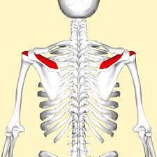 The smallest and most inferior region of the sternum, the xiphoid process, begins life as a region of flexible hyaline cartilage attached to the end of the body of the sternum. Supraspinatus Muscle Wikipedia