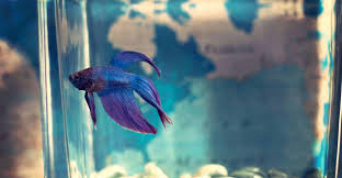 The round tail can be compared to a plakat with a large tail, and mistaken for a delta. Top 13 Beautiful Types Of Rare Betta Fish By Tail Pictures