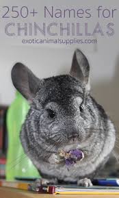 You need to watch this. 250 Names For Chinchillas Male Female Pairs Exotic Animal Supplies