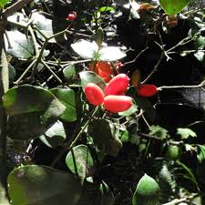 Image result for Carissa bispinosa