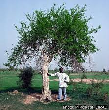 Image result for Dalbergia melanoxylon