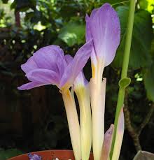 Image result for Siphonochilus