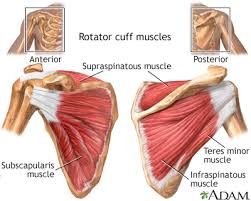 The these tendons and ligaments essentially encase the movable parts of the joint, providing support for the integrity of the joint while allowing for full range of. Rotator Cuff Muscles Medlineplus Medical Encyclopedia Image