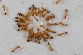 Résultats de recherche d'images pour « fourmis pharaon photo »