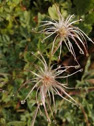 Image result for Clematis villosa