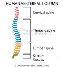 Diagram Of A Human Spine