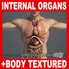 Internal organs include the vas deferens, prostate and urethra. 3d Model Human Male Body Internal Organs