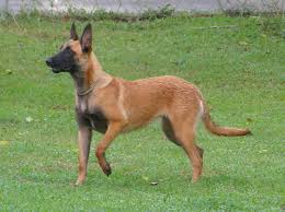 Maybe you would like to learn more about one of these? Belgian Malinois Info Temperment Care Puppies Pictures Training