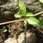 Image result for Justicia exigua