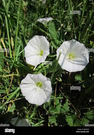 Image result for Ipomoea coscinosperma