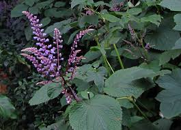 Image result for Plectranthus fruticosus