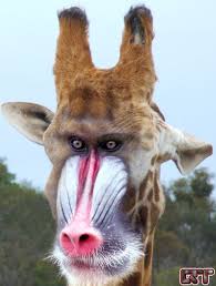 28 Unsettling Animal Mashups That Should Probably Never Have Happened Photoshopped Animals Animal Mashups Weird Animals