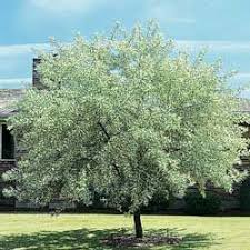 Russian Olive Tree Russian Olive Tree Maoi Qualites Olive Trees Landscape Russian Olive Tree Plants