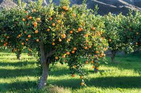 Maybe you would like to learn more about one of these? Orange Tree Facts Hunker Citrus Trees Fast Growing Shade Trees Trees To Plant