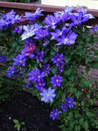 Overlapping wedgewood blue petals with cream anthers. Clematis H F Young Heirloom Roses Clematis All Flowers