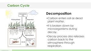 Carbon Cycle Lesson Plan A Complete Science Lesson Using The 5e Method Of Instruction Kesler Science Carbon Cycle Science Lessons Lesson