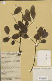 Image result for Pteleopsis