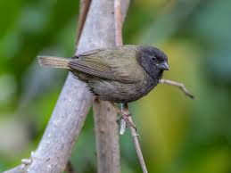 Image result for Disperis mozambicensis