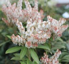 Image result for Pieris japonský little heath obrázek