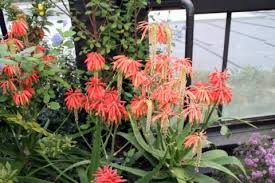 Image result for Aloe inyangensis