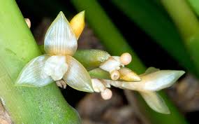 Image result for Sarcophrynium