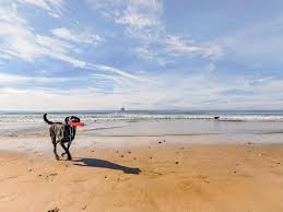 • huntington beach dog beach, orange county. The Ultimate Dog Friendly Beaches In California Booking Com