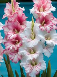 Image result for Gladiolus decoratus