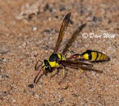 The species has rarely been sighted north of its usual range, with the few such sightings attributed to the wasp being transported by storms or human activities (buck et al. Aw Insect Book Sawflies Wasps Bees Ants Hymenoptera Page 7 Africa Wild