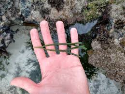 Image result for Zostera capensis