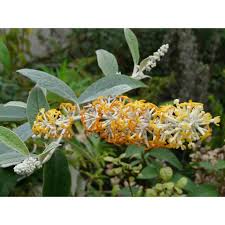 Image result for Buddleja madagascariensis