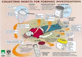 Image result for Entomology Studies