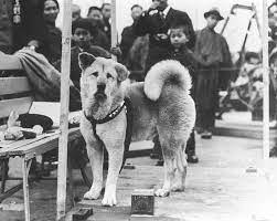 pin on hachi