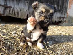 Look At His Little Paw Cute Animals Funny Animal Videos Funny Animal Pictures