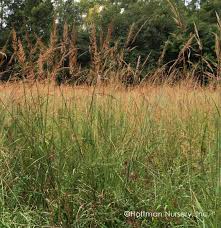 Image result for Sorghastrum